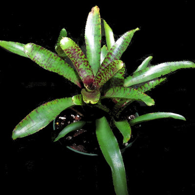 Neoregelia 'Alley Cat'