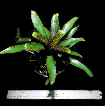 Neoregelia 'Alley Cat'