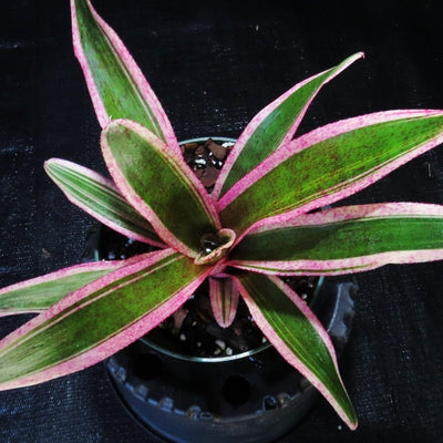 Neoregelia 'Aquarius'