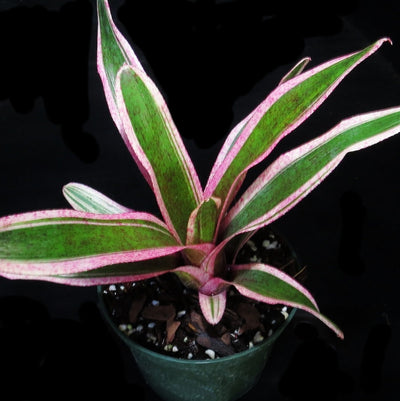 Neoregelia 'Aquarius'