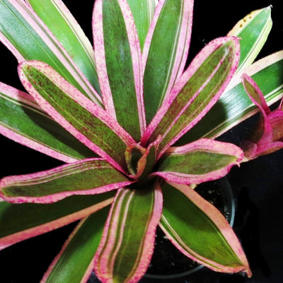 Neoregelia 'Aquarius'