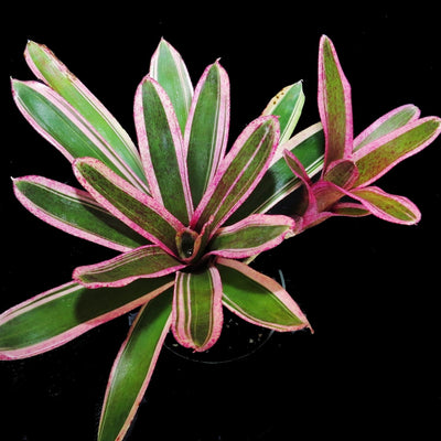 Neoregelia 'Aquarius'