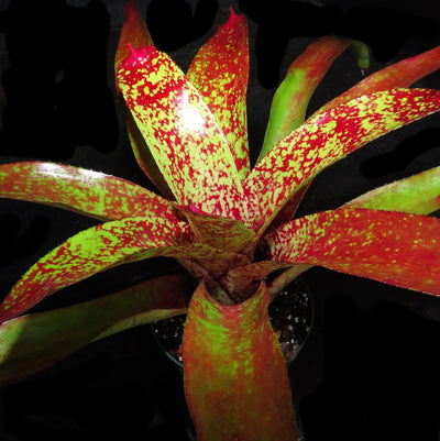 Neoregelia 'Aztec' x carcharodon