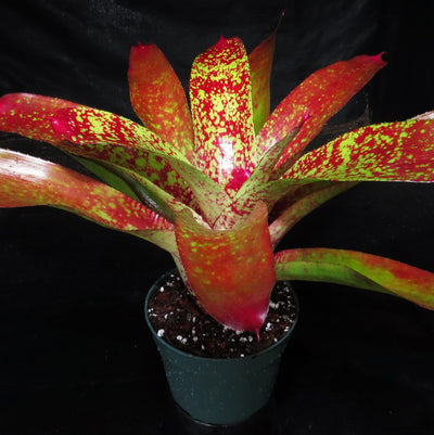 Neoregelia 'Aztec' x carcharodon