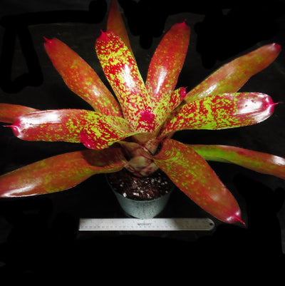 Neoregelia 'Aztec' x carcharodon