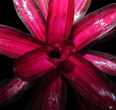 Neoregelia 'Backstabber'