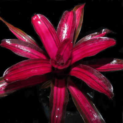 Neoregelia 'Backstabber'
