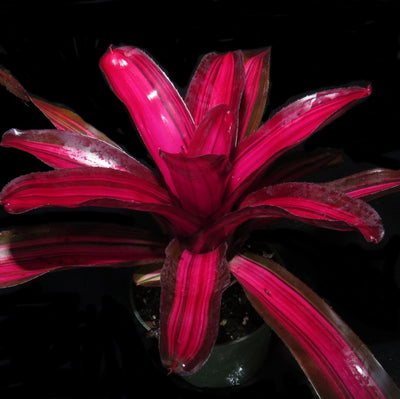 Neoregelia 'Backstabber'