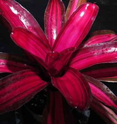 Neoregelia 'Backstabber'