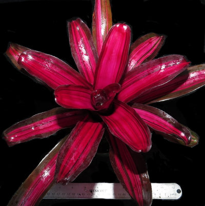 Neoregelia 'Backstabber'