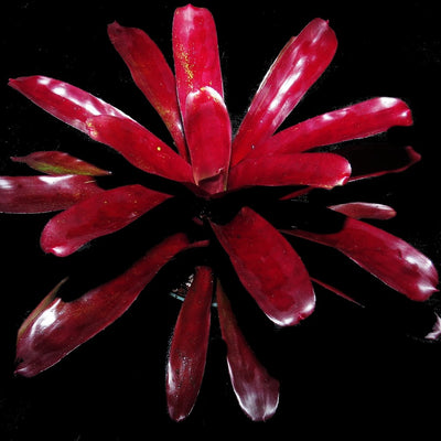 Neoregelia 'Bing Cherry' x compacta