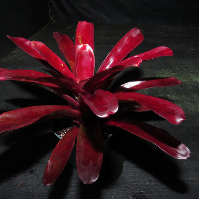 Neoregelia 'Bing Cherry' x compacta