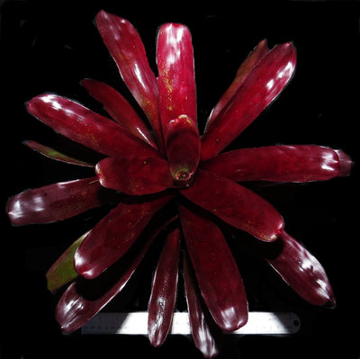 Neoregelia 'Bing Cherry' x compacta