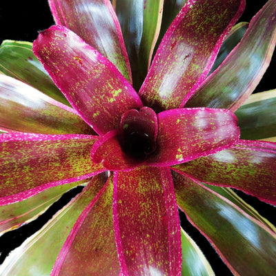 Neoregelia 'Cane Fire' cv albo-marginated