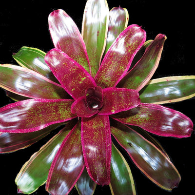 Neoregelia 'Cane Fire' cv albo-marginated