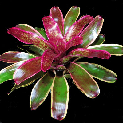 Neoregelia 'Cane Fire' cv albo-marginated