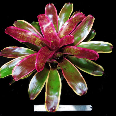Neoregelia 'Cane Fire' cv albo-marginated