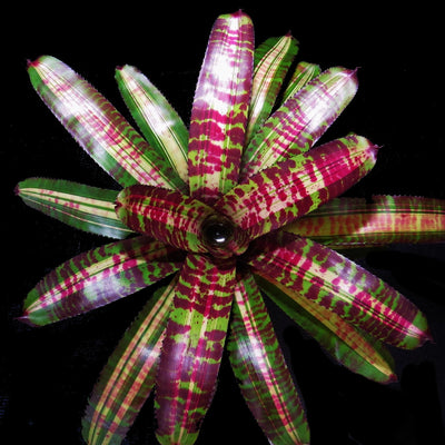 Neoregelia 'Captain Moxley's Shadow'