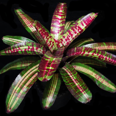 Neoregelia 'Captain Moxley's Shadow'