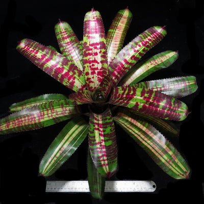 Neoregelia 'Captain Moxley's Shadow'