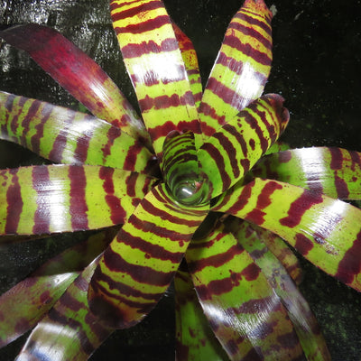 Neoregelia 'Cat's Pajamas'