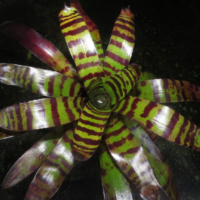 Neoregelia 'Cat's Pajamas'