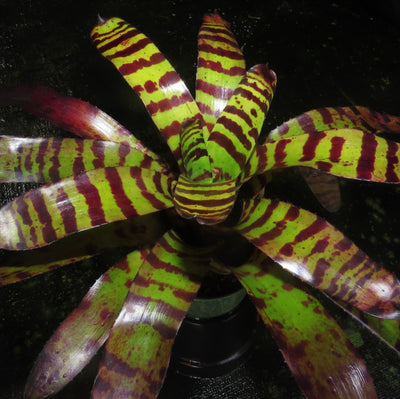 Neoregelia 'Cat's Pajamas'