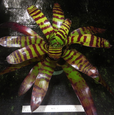 Neoregelia 'Cat's Pajamas'
