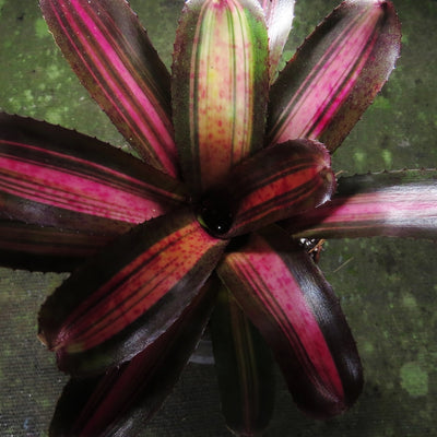Neoregelia 'Charlie Brown'