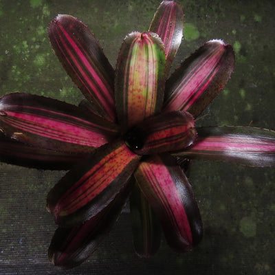 Neoregelia 'Charlie Brown'