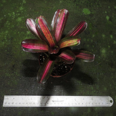 Neoregelia 'Charlie Brown'