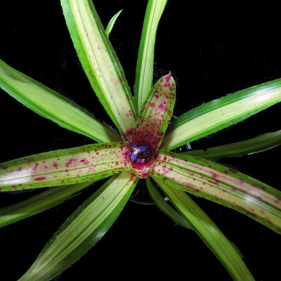 Neoregelia 'Chrissy'