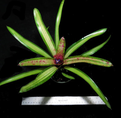 Neoregelia 'Chrissy'