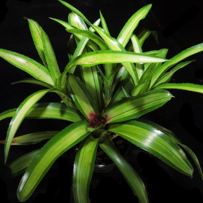 Neoregelia 'Chrissy'