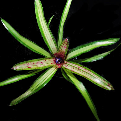 Neoregelia 'Chrissy'