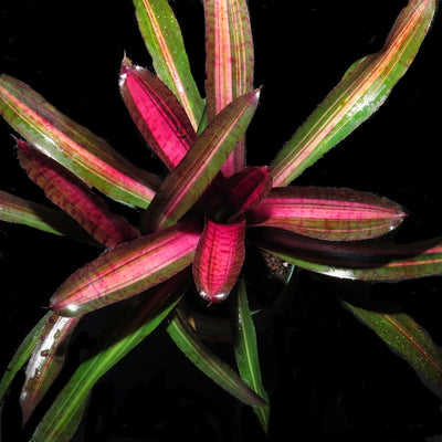 Neoregelia 'Skotak's Code Red'