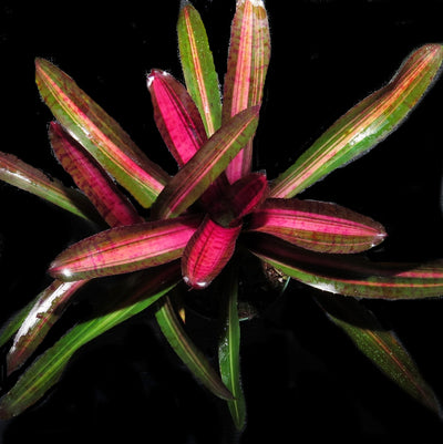 Neoregelia 'Skotak's Code Red'