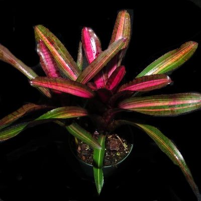 Neoregelia 'Skotak's Code Red'