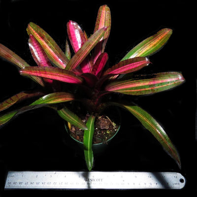 Neoregelia 'Skotak's Code Red'