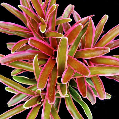 Neoregelia 'Donger'