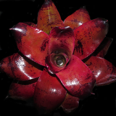 Neoregelia 'Dr Odean'