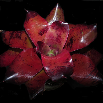 Neoregelia 'Dr Odean'