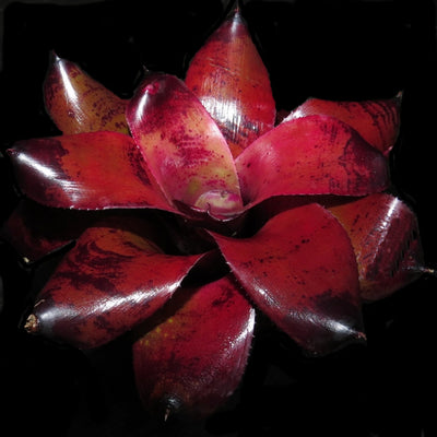 Neoregelia 'Dr Odean'