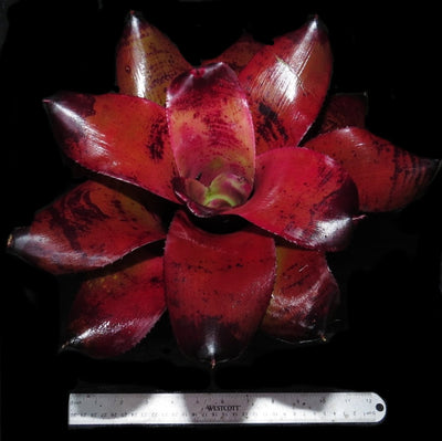 Neoregelia 'Dr Odean'