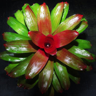 Neoregelia 'Elaine'