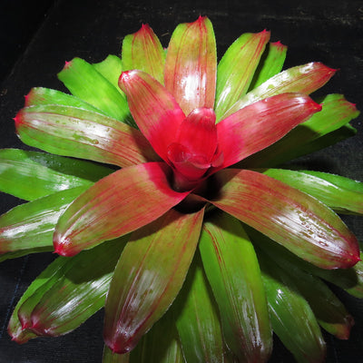Neoregelia 'Elaine'