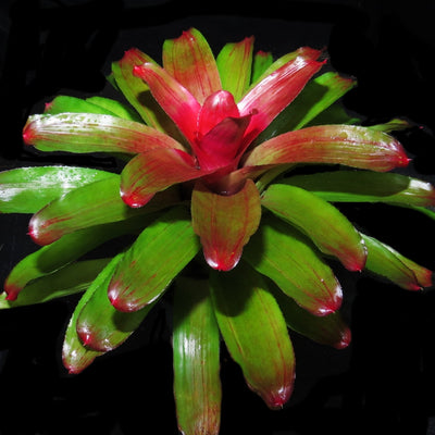 Neoregelia 'Elaine'