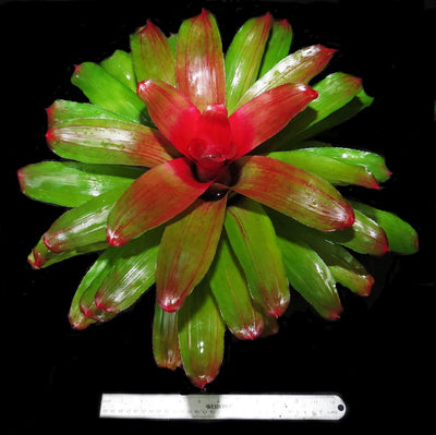 Neoregelia 'Elaine'