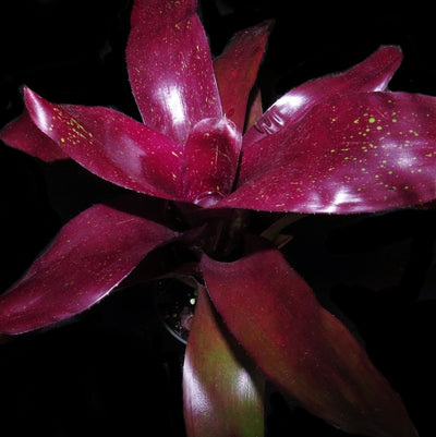 Neoregelia 'Ervin Wustmen'