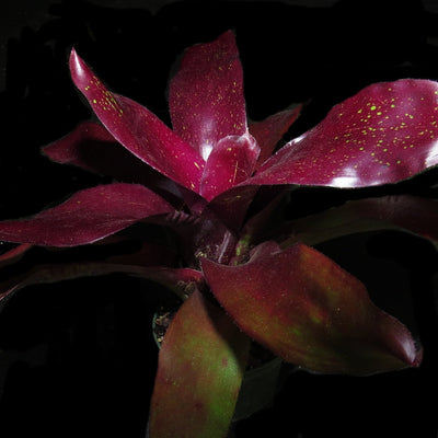 Neoregelia 'Ervin Wustmen'